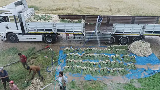 Aksaray'da sular çekildi, üreticiler az su isteyen ürünlere yöneldi
