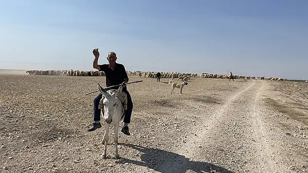 Aksaraylı çoban, Konya'da koyun güderken söylediği türküleri sosyal medyadan canlı yayınlıyor

