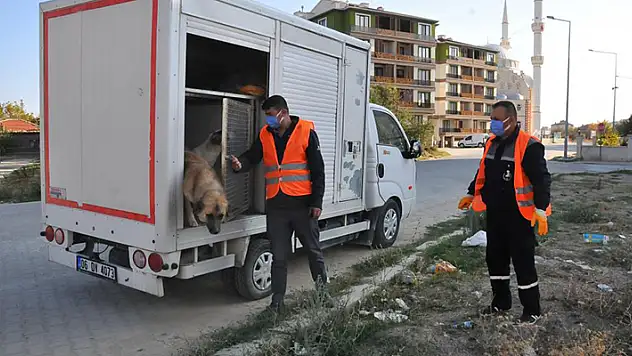 Akşehir Belediyesi sahipsiz sokak hayvanlarını kısırlaştırıyor
