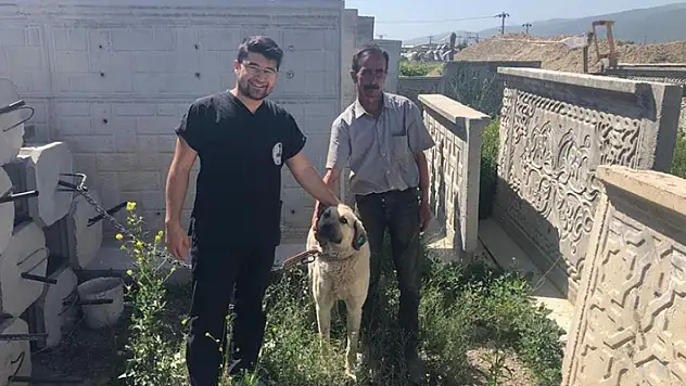 Akşehir Belediyesi sahipsiz sokak köpeklerini sahiplendiriyor
