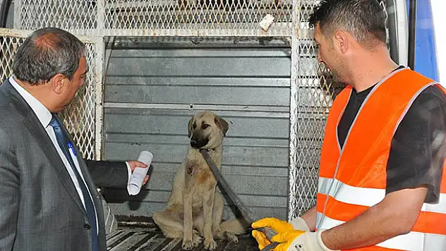 Akşehir Belediyesi silahla vurulan köpeğin tedavisini yaptırdı