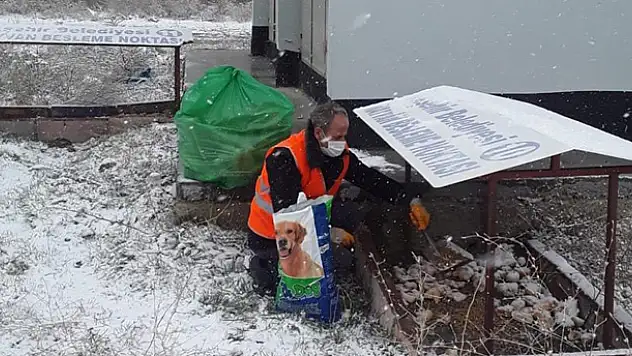 Akşehir Belediyesi sokak hayvanlarını beslemeyi sürdürüyor