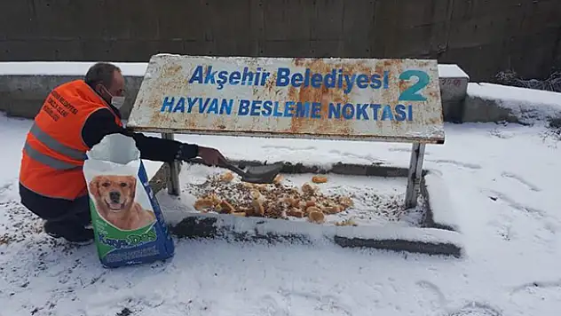 Akşehir Belediyesi sokak hayvanlarını unutmuyor