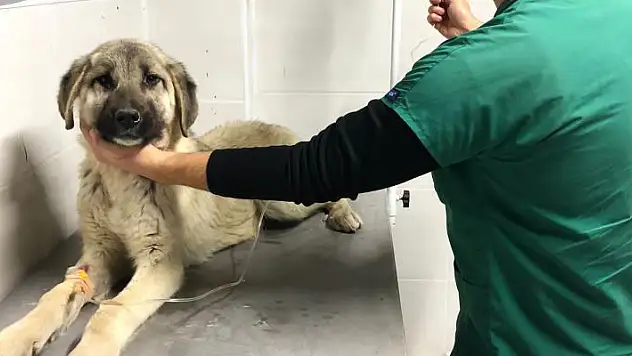 Akşehir Belediyesinden hasta sokak köpeğine tedavi
