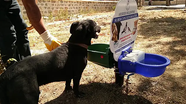 Akşehir Belediyesinden sokak hayvanları için su ve mama kapları