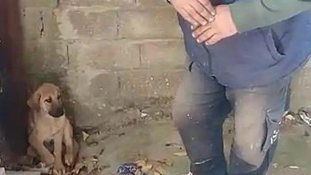 Akşehir Belediyesinin tedavi ettiği köpek iyileşti
