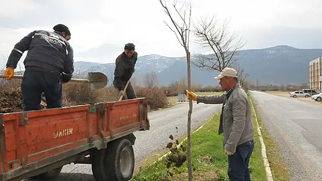 Akşehir'de ağaçlandırma ve budama çalışmaları sürüyor