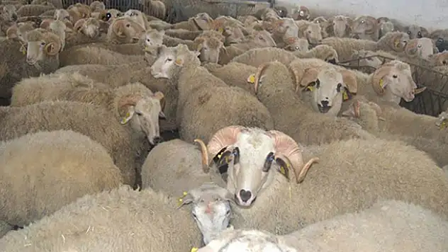 Akşehir'de küçükbaş hayvan karantinası
