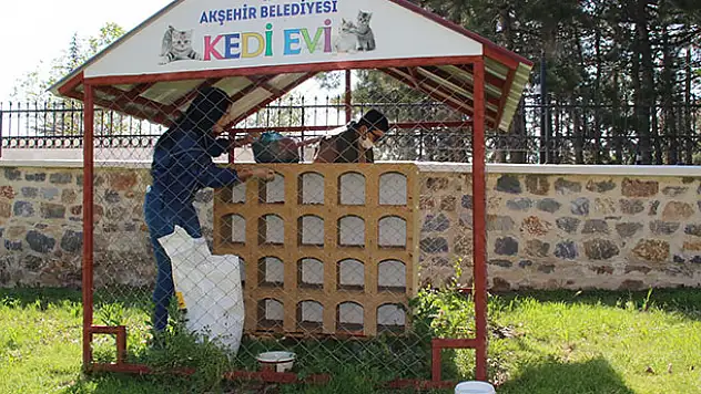 Akşehir'de sokak hayvanları unutulmuyor