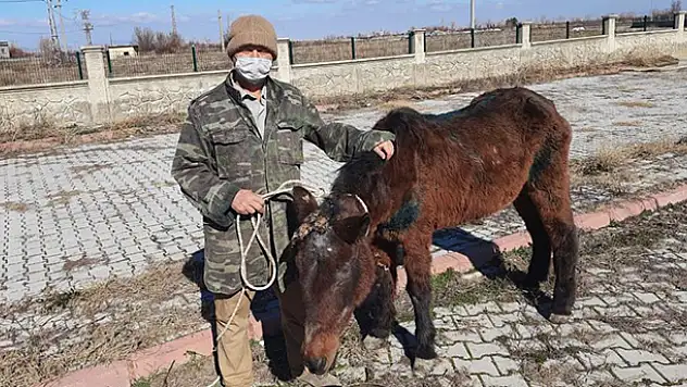Akşehir'de tedavi edilen at sahiplendirildi