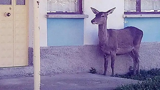 Akşehir'de yaralı geyik operasyonu