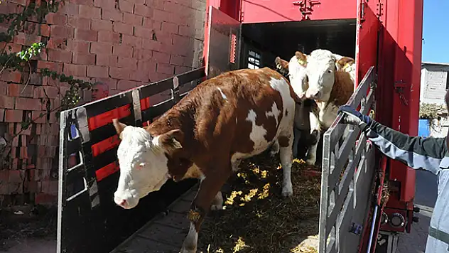 Akşehir'e yurt dışından 300 simental inek