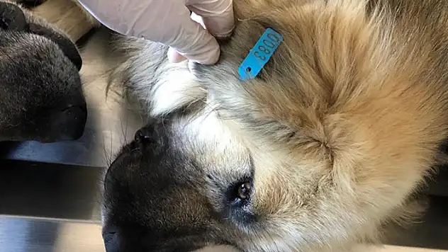 Akşehir'de 872 sokak köpeği kısırlaştırılıp küpelendi
