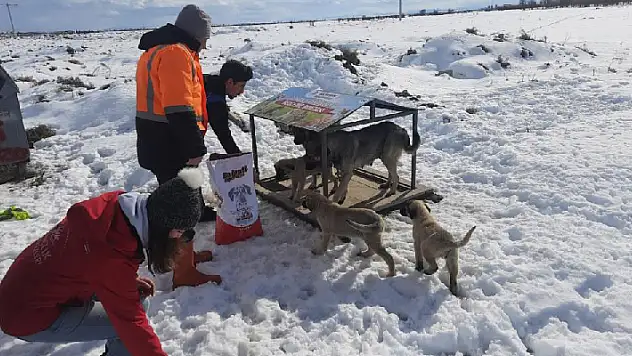 Akşehir'de sahipsiz sokak hayvanları beslenmeye devam ediyor
