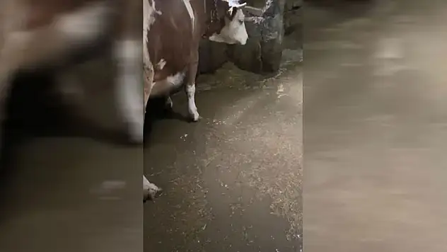 Akyaka'da dereler taştı, ahırları su bastı