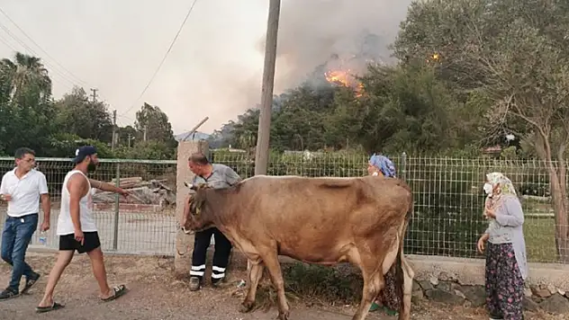 Alevlere teslim olan Marmaris'te göz yaşartan görüntüler
