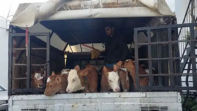 Alıcı gibi davranıp, 3 besiciyi gasbettiler: 7 gözaltı
