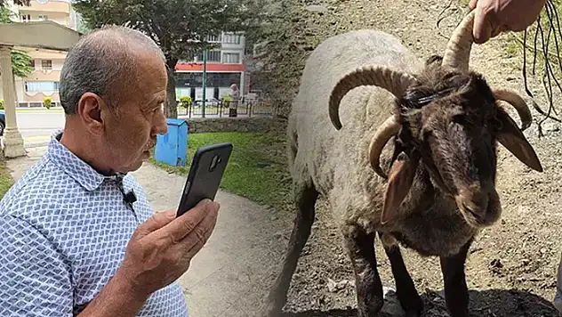 'Alo Fetva 190' hattına sordu! 4 boynuzlu koçun durumu uzmanları ikiye böldü
