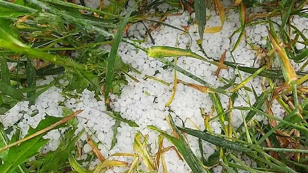 Altınekin'de dolu yağışı ekili alanlara zarar verdi
