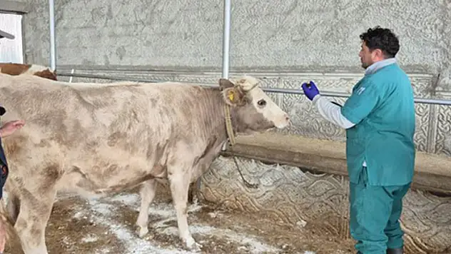 Altınekin'de şap ve brusella aşısı yapıldı