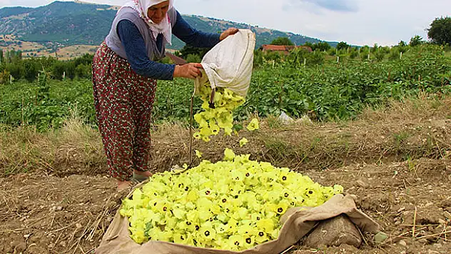 Amasya'nın tescilli 'çeyrek altın'ı: Çiçek Bamyası