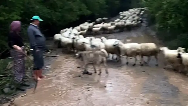 Amasya'da sağanak yollar kapandı, hayvanlar mahsur kaldı
