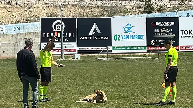 Amatör maçta sahaya giren köpek kırmızı kart gördü