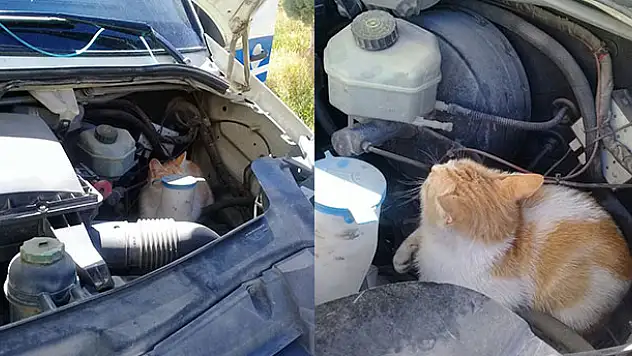 Ambulansın kaputuna giren kedi, Karaman'dan Konya'ya gidip geldi