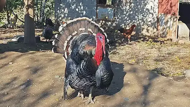 Ana yadigarı hindi yılbaşında kesilmek yerine emekli edildi
