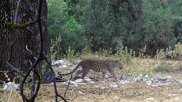 Anadolu parsı aylar sonra yeniden görüntülendi
