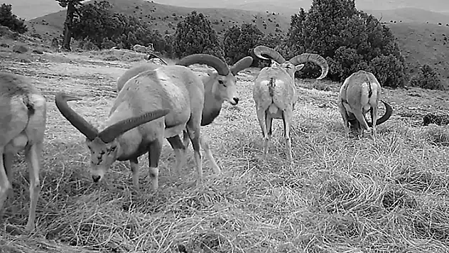Anadolu yaban koyunları fotokapana takıldı
