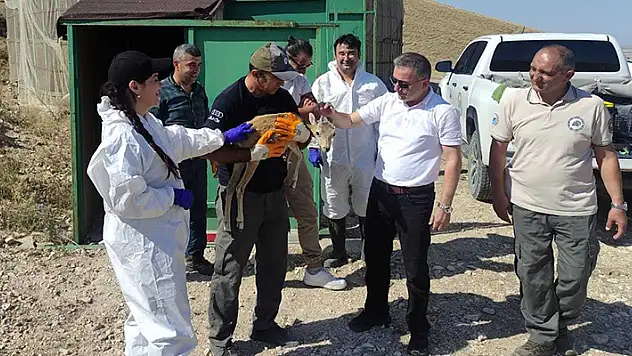 Anadolu yaban koyunları hastalık riskine karşı aşılandı
