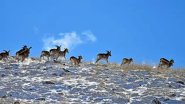 Anadolu yaban koyunlarına yem desteği
