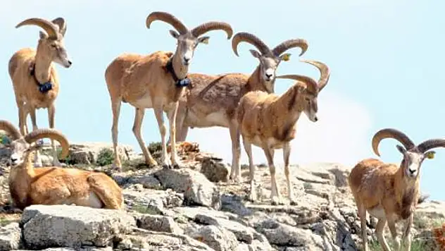 Anadolu yaban koyununu avlama bedeli 675 bin TL
