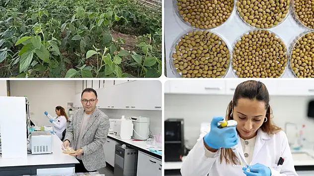 Anadolu'nun kıraç topraklarında verimi artıran 5 çeşit yerli soya tohumu geliştirildi