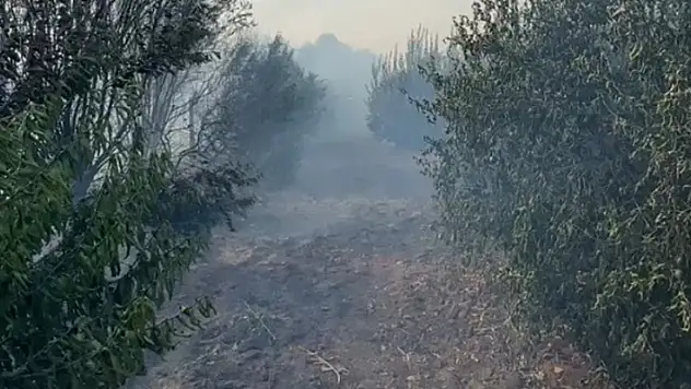 Anız yangını zeytin ve narenciye ağaçlarına zarar verdi
