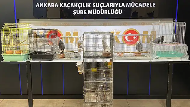 Ankara'da 12 istilacı papağan ele geçirildi, 1 kişi gözaltına alındı
