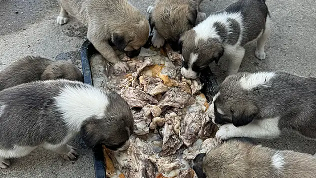 Ankara'da 5 köpek ölü bulundu zehirlendikleri iddia edildi
