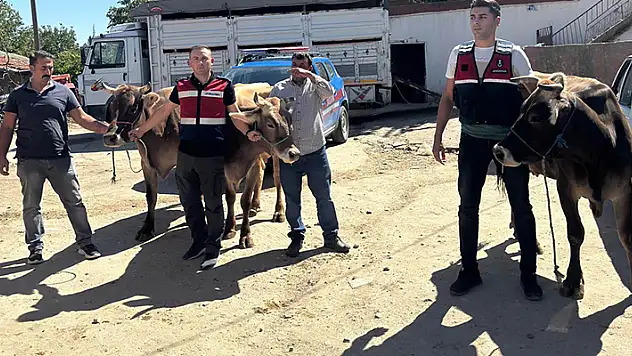 Ankara'da ahırdan büyükbaş hayvan çalan 2 hırsızlık şüphelisi yakalandı