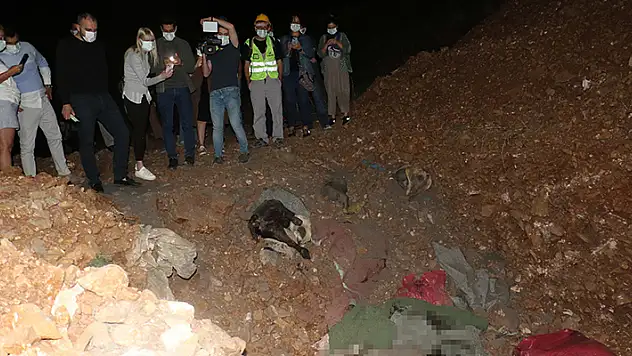 Ankara'da barınak yakınında 11 köpek ölüsü bulundu soruşturma başlatıldı
