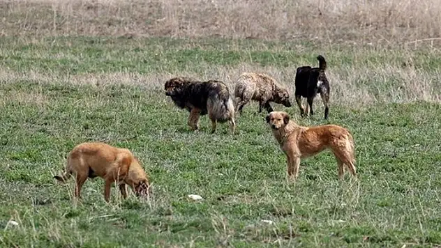 Ankara'da kuduz alarmı: Hastalıklı hayvanları şehre yönlendiren kişiler yakalanarak gözaltına alındı
