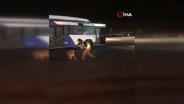 Ankara'da otobüs şoförünün köpekle yaşadığı eğlenceli anlar kamerada
