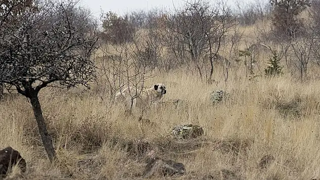 Ankara'da sahipsiz köpeklerin saldırdığı çocuk ağır yaralandı
