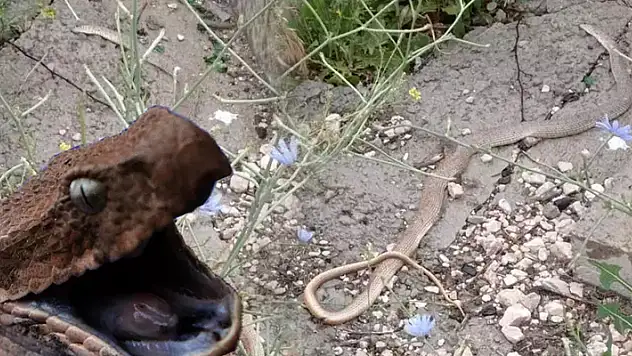Ankara'da bir ilçe diken üstünde! Her yerden 2 metrelik yılanlar çıkıyor
