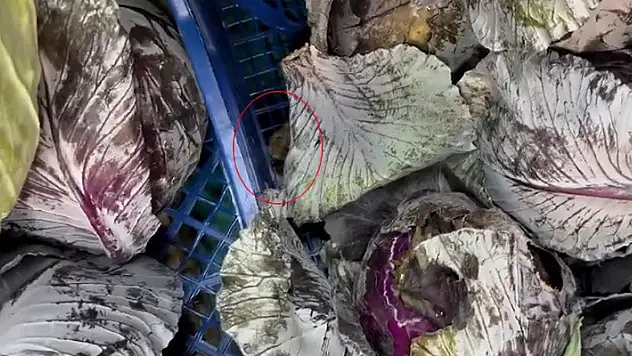 Ankara'da bir marketin meyve sebze reyonunda fare gezdiği görüldü

