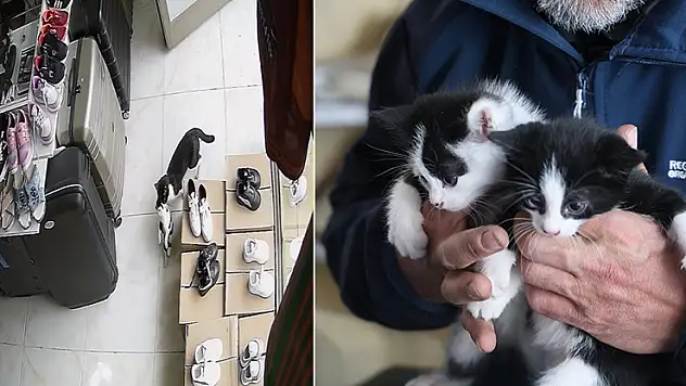 Annelerinin ağzında geldikleri dükkan kedi yavrularının yuvası oldu