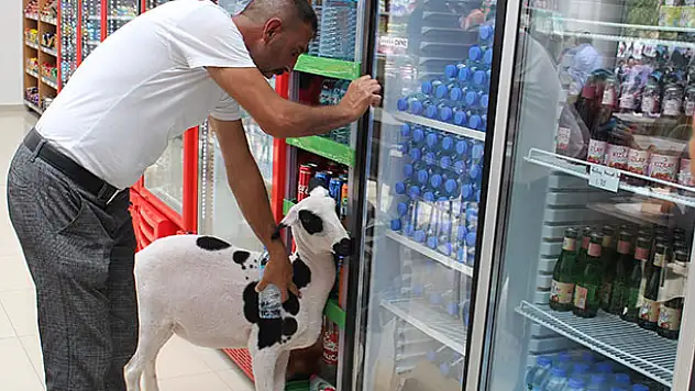 Annesi ölen kuzuyu sahiplendi, hiç yanından ayrılmıyor