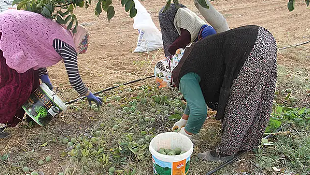 Annesinin memleketine olan Konya'da kurduğu ceviz bahçeleriyle tarımsal üretime katkı sağlıyor