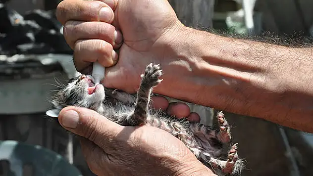 Annesiz Kedi Yavrularını Şırıngayla Besliyor