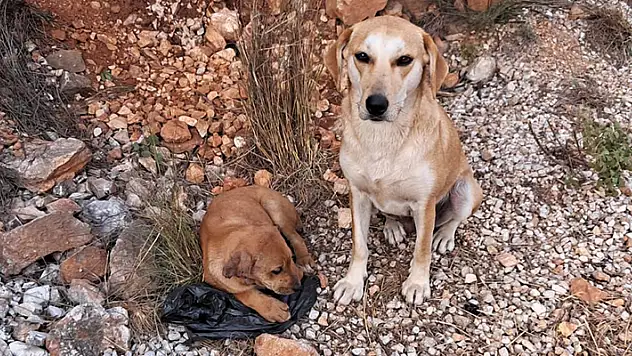 Antalya'da 4 yavru köpeğin kulak ve kuyruklarını kestiler
